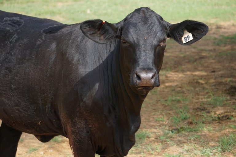 Texas Series LLC Formation Mistakes to Avoid (And How to Get It Right the First Time)