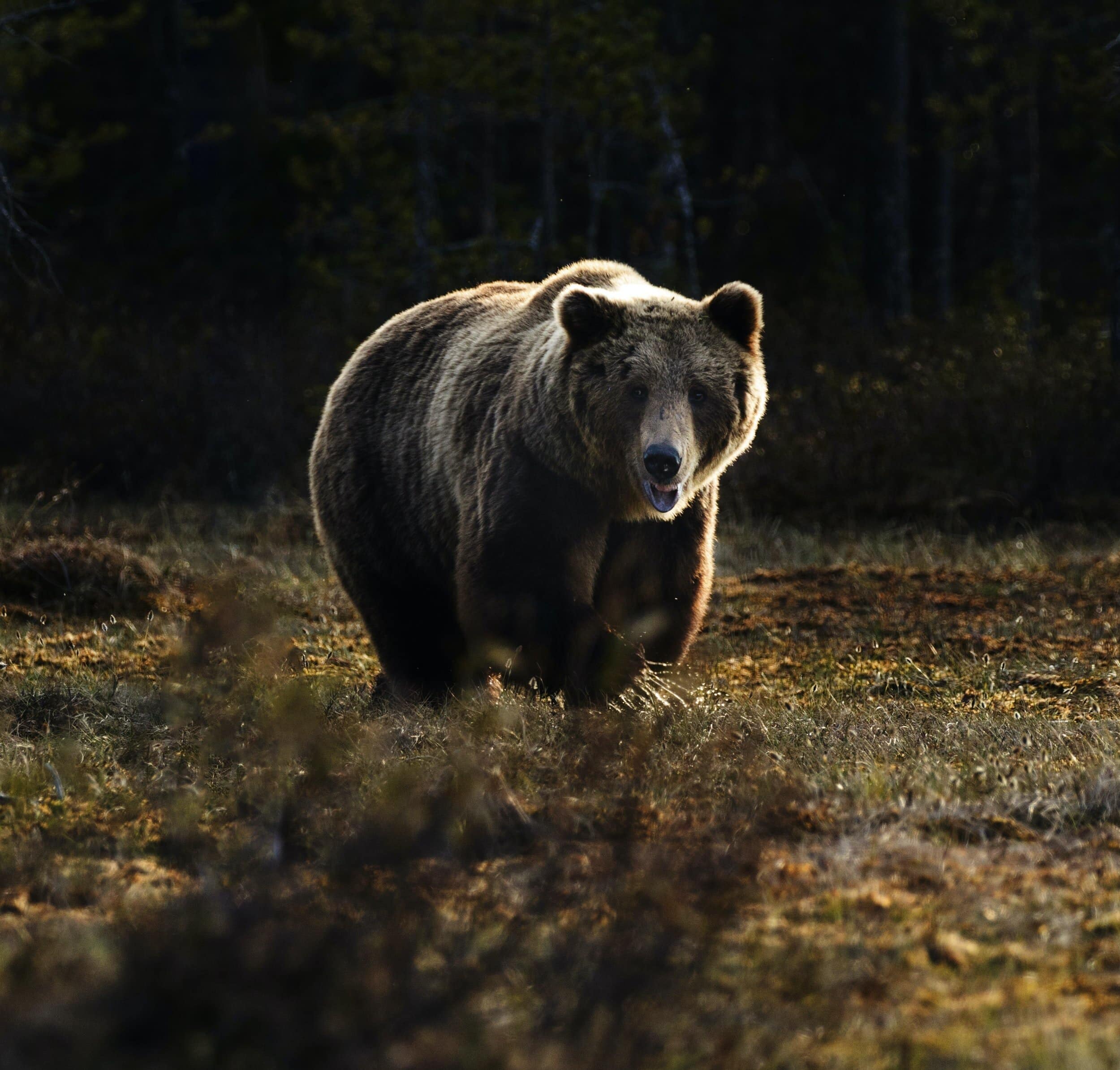 Business Contracts should be bear-proof. Contact Attorney Nathaniel Gilbert today to discuss how you can better protect your business with better client contracts.