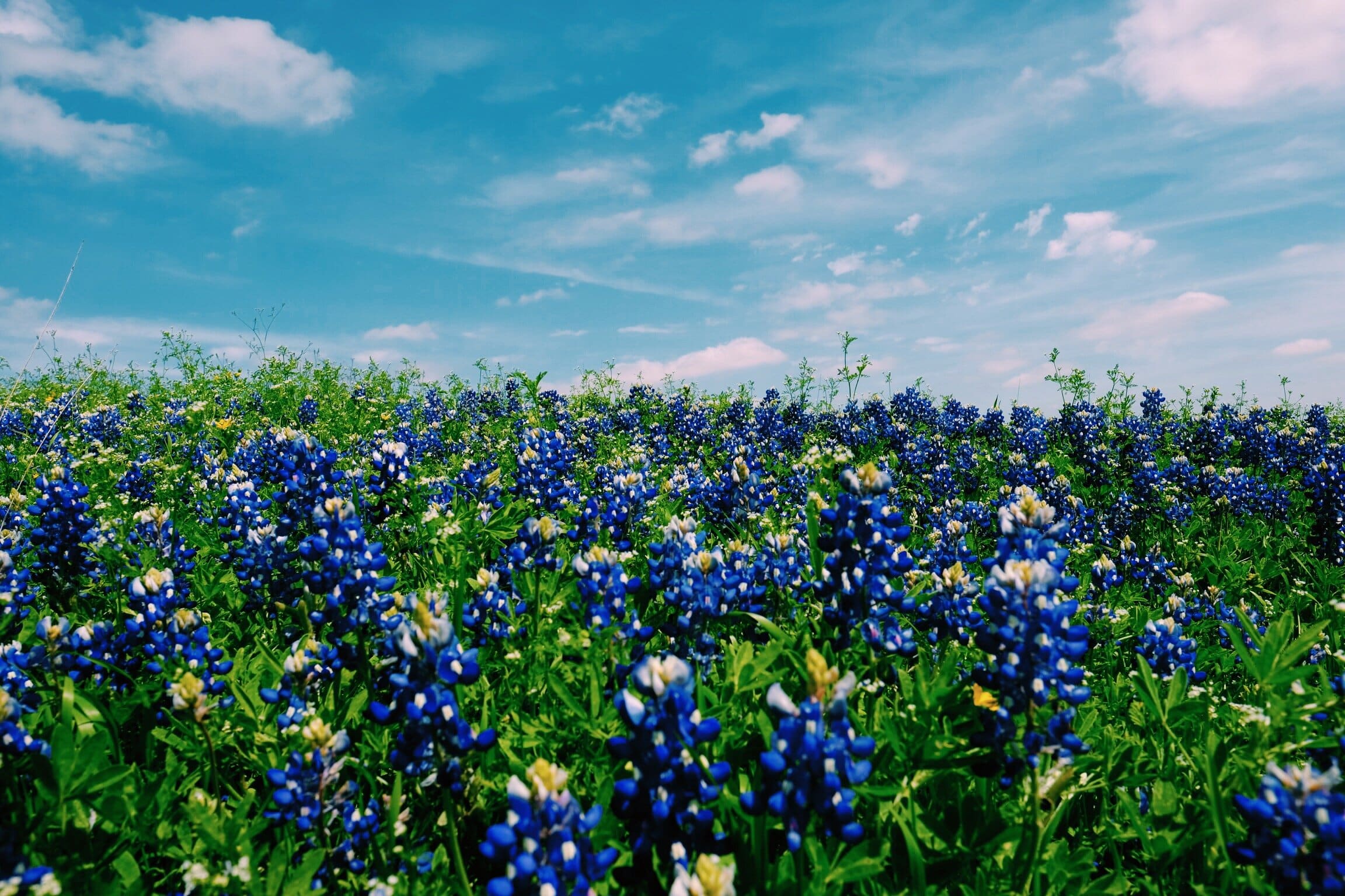 Bluebonnet season in Texas usually means individuals crossing onto fields or roadsides where they may be trespassing in order to take pictures. Know your rights as a landowner if these sightseers are injured while doing so.