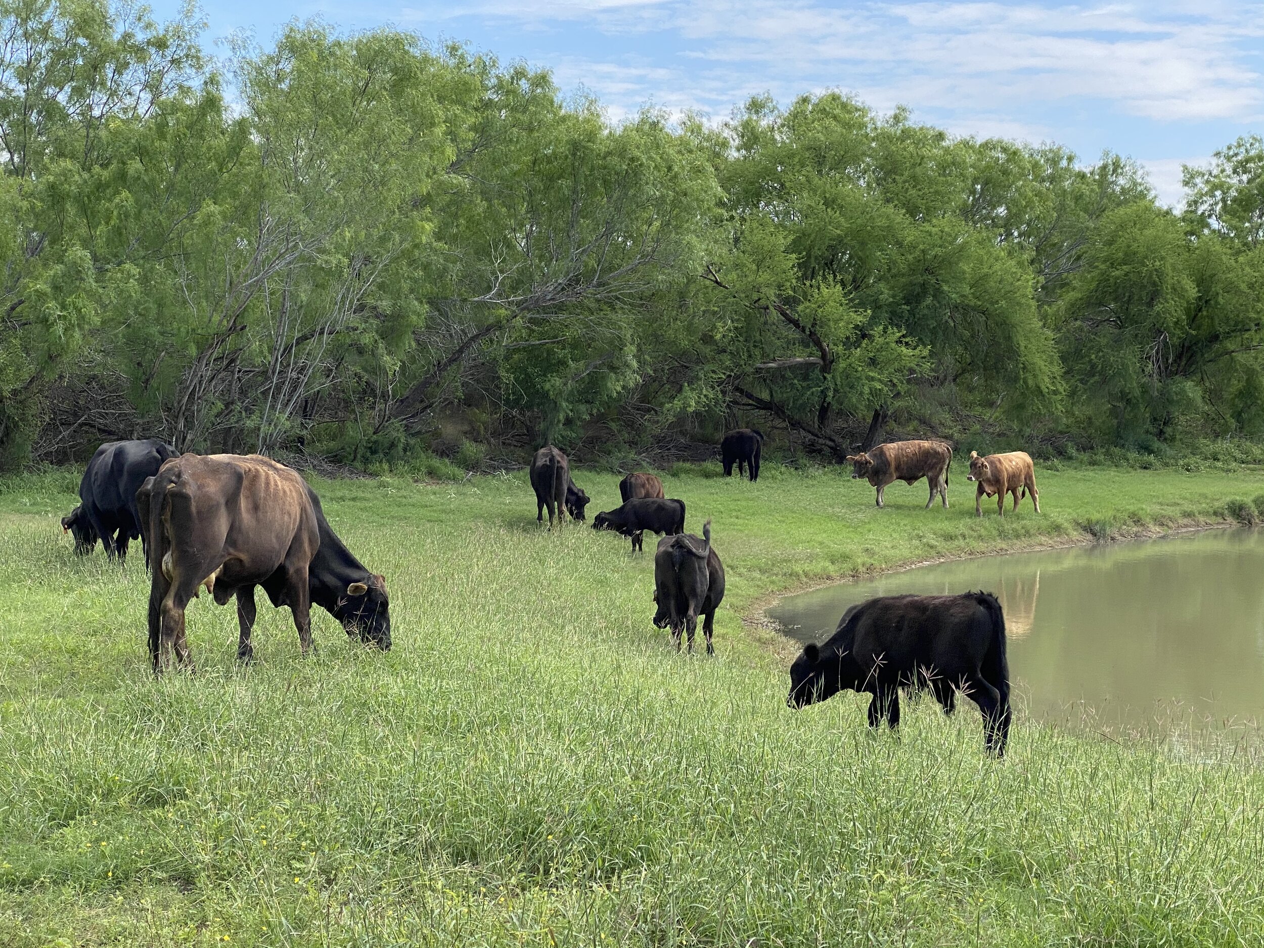 Holding property in an LLC is common for farms and ranches in Texas, except where Homestead Exemptions are taken on property containing the family homestead.